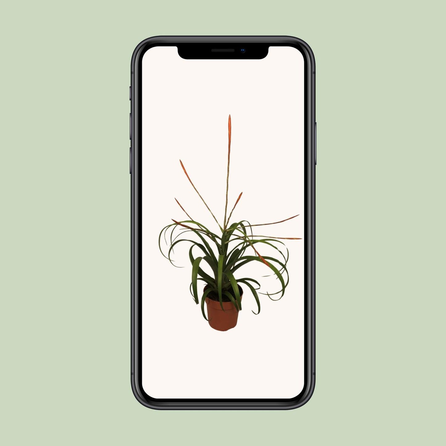 Tillandsia Flabelatta - Ø12cm - ↕40cm