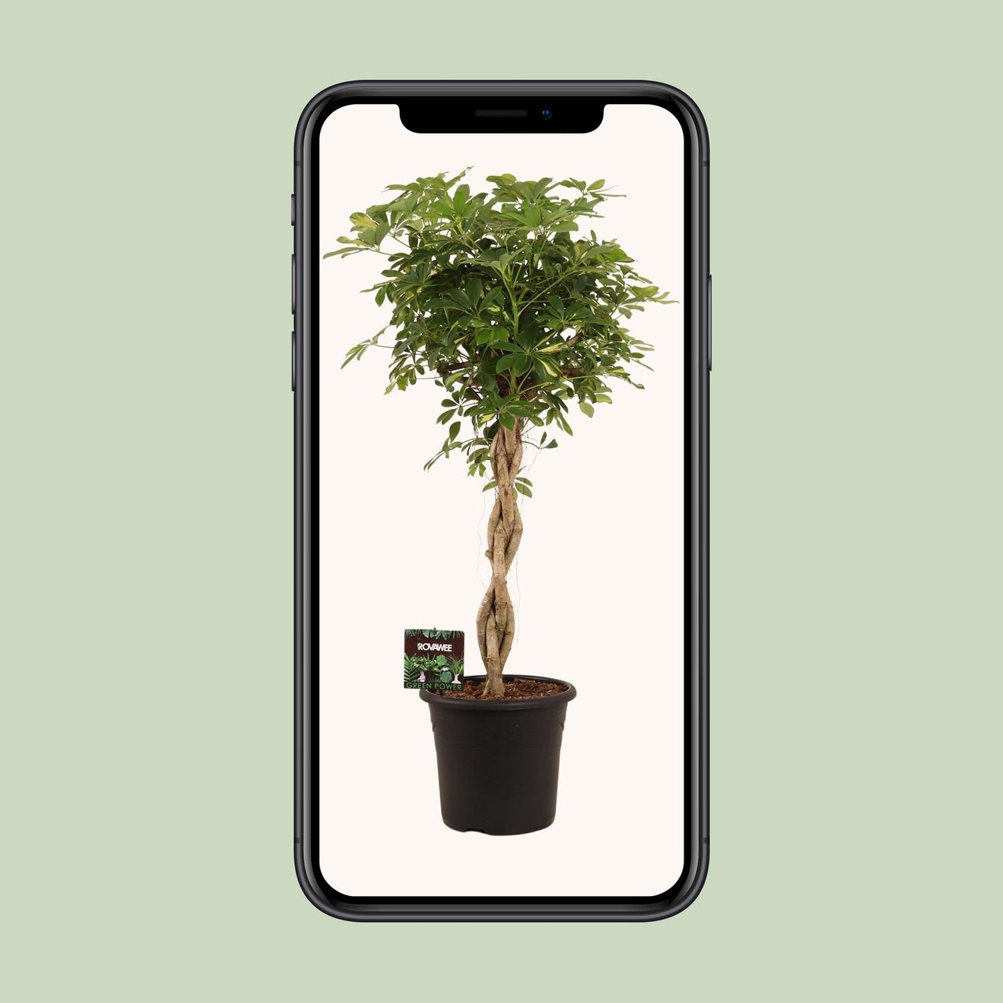 Schefflera Arb. Gold Capella - Ø32cm - ↕130cm