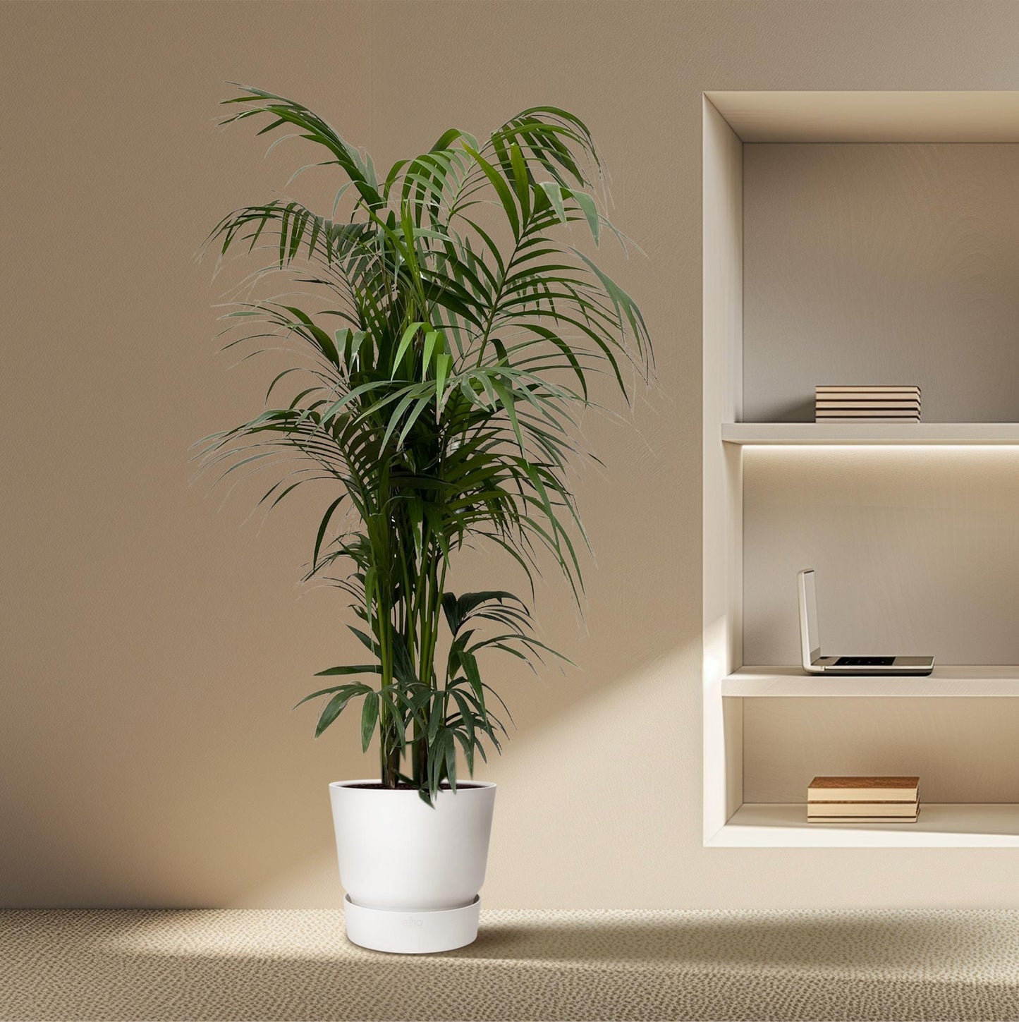 Kentia Palme 220 cm – Elegante, pflegeleichte Zimmerpflanze