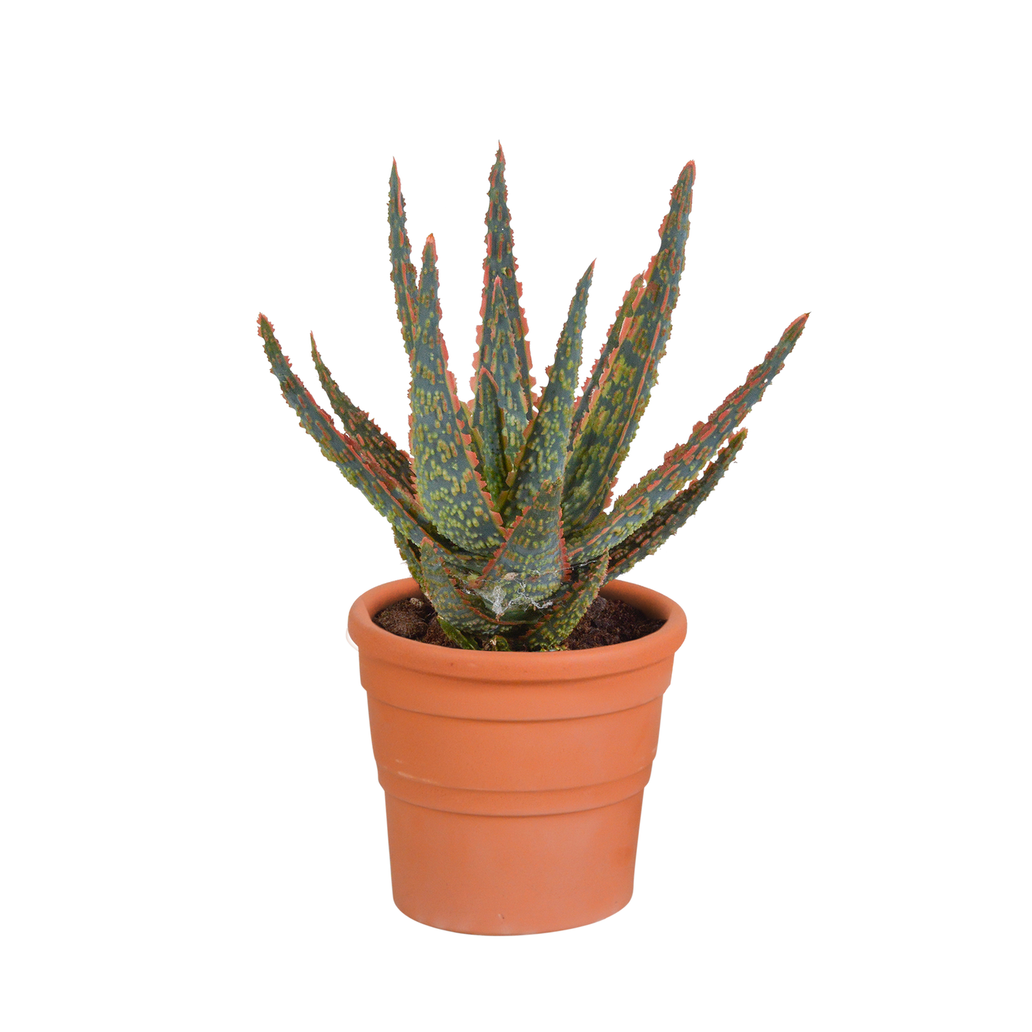 Zebra-Aloe 'Dannyz' im Terrakotta-Topf – Exotische Sukkulente