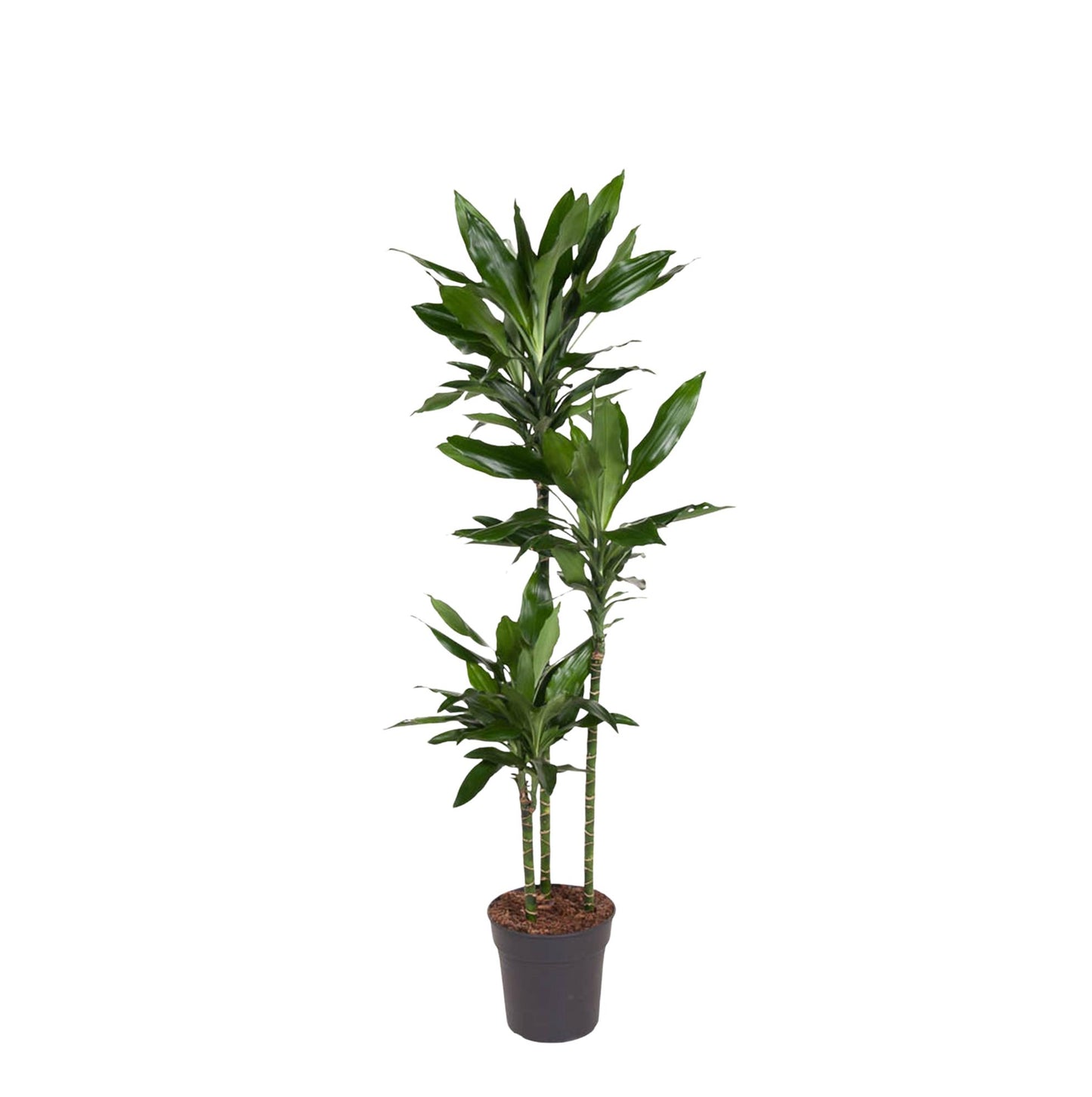 Drachenbaum Janet Lind – Stilvolle, pflegeleichte Zimmerpflanze 160 cm