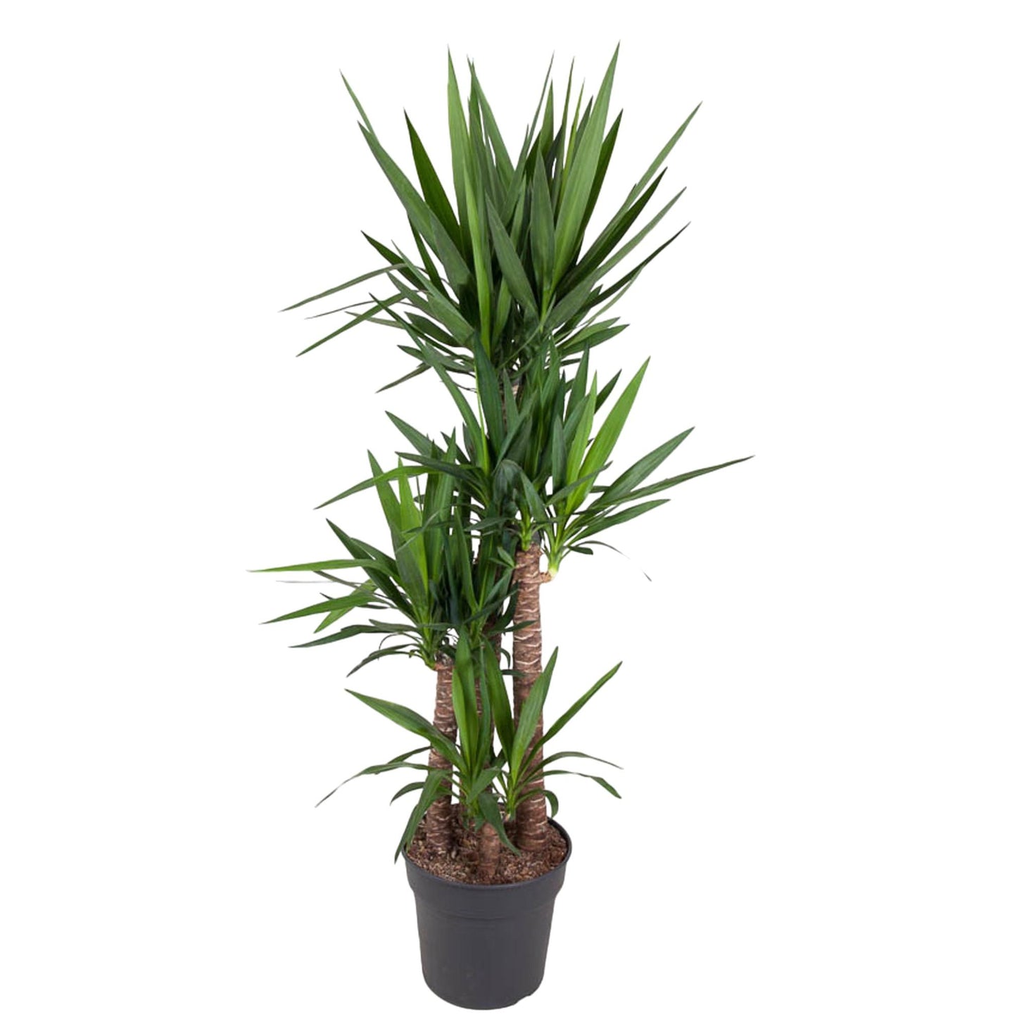 Yucca Palme 180 cm – Elefantenfuß im stilvollen Topf