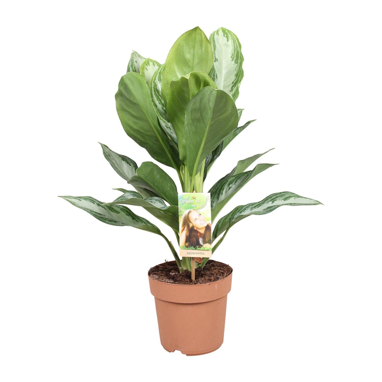 Aglaonema Silver Bay - Chinesisches Immergrün - Ø17cm - ↕55cm