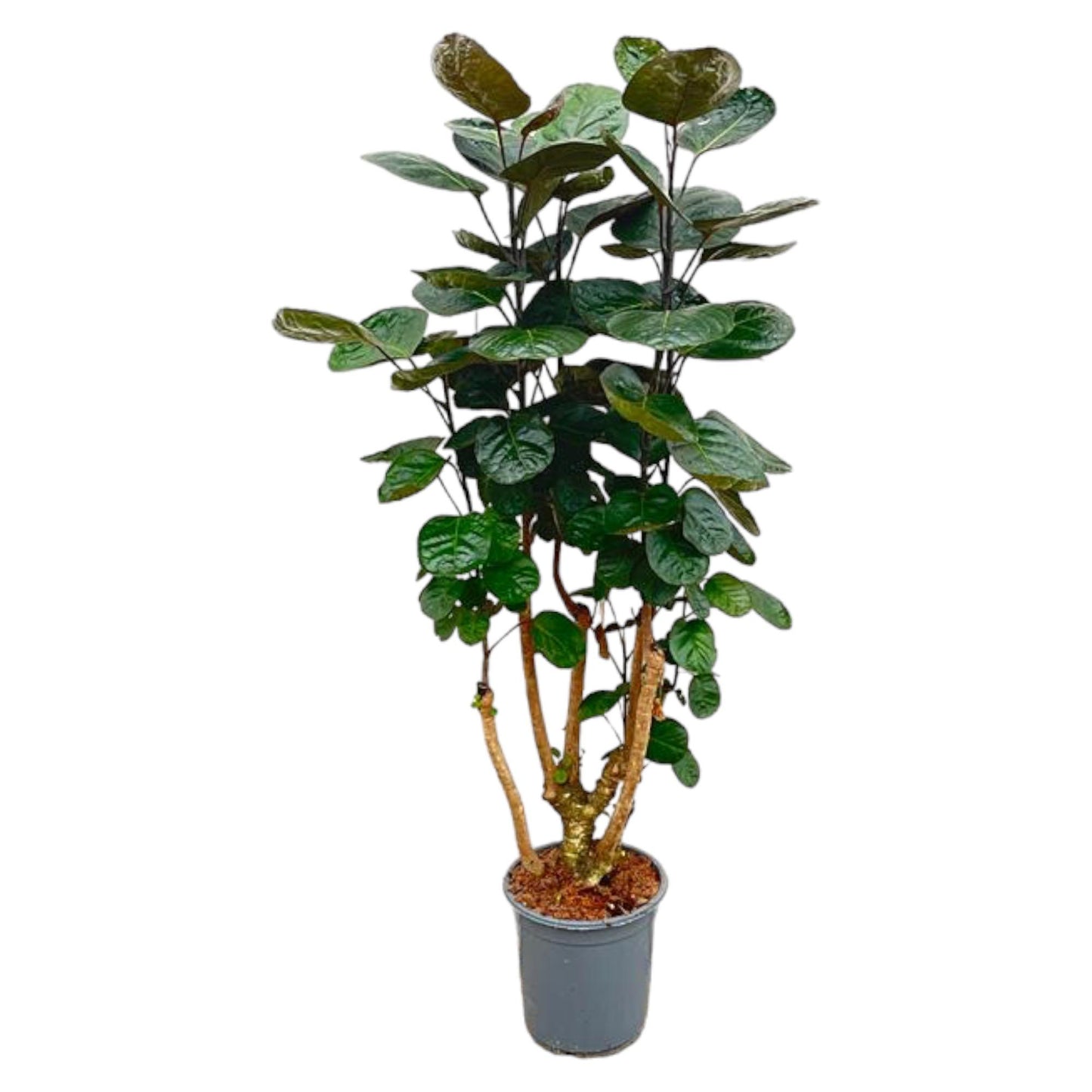 Aralie Fabian – Stilvolle Zimmerpflanze 130 cm