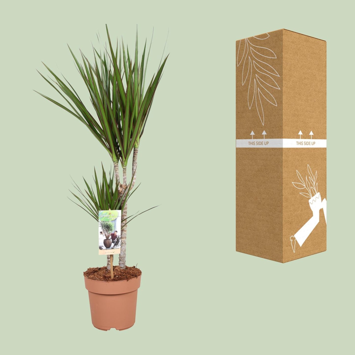 Dracaena Marginata - Ø17cm - ↕75cm