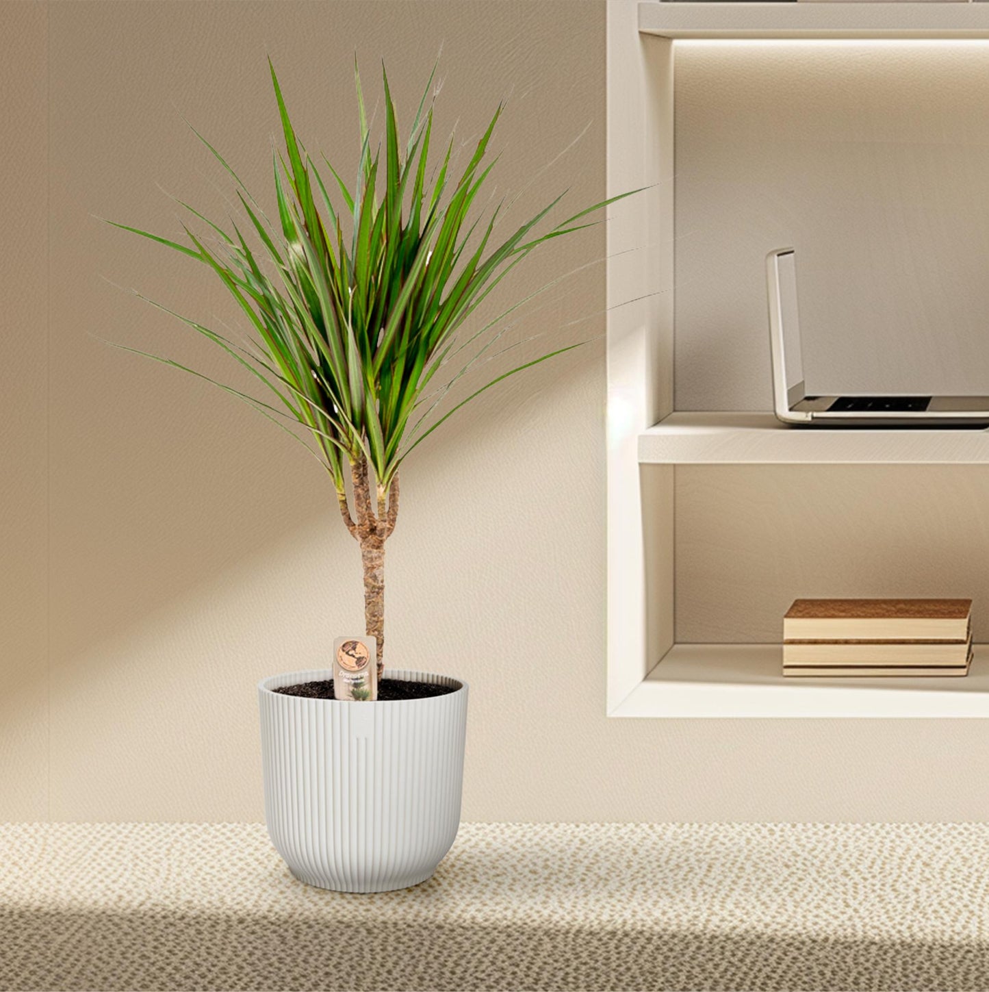 Dracaena Marginata - Ø14cm - ↕60cm
