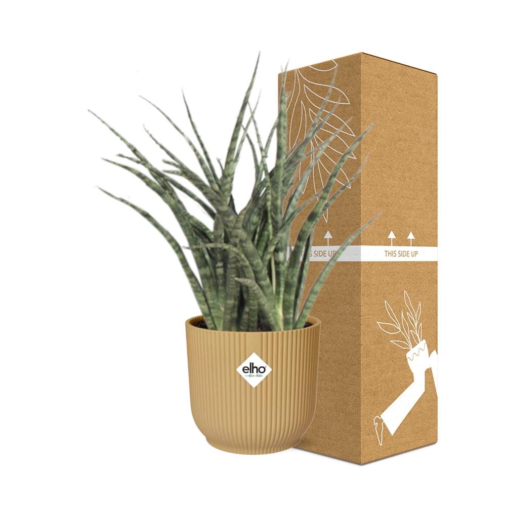 Sansevieria Fernwood Punk in ELHO Vibes Fold 14cm geel
