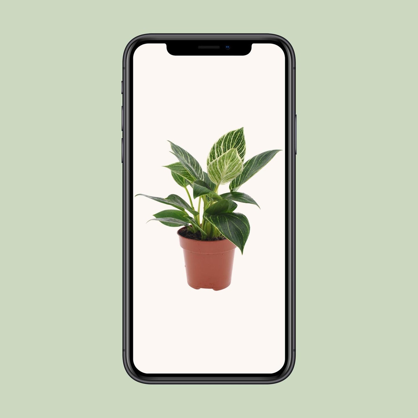 Philodendron White Wave - Ø12cm - ↕25cm