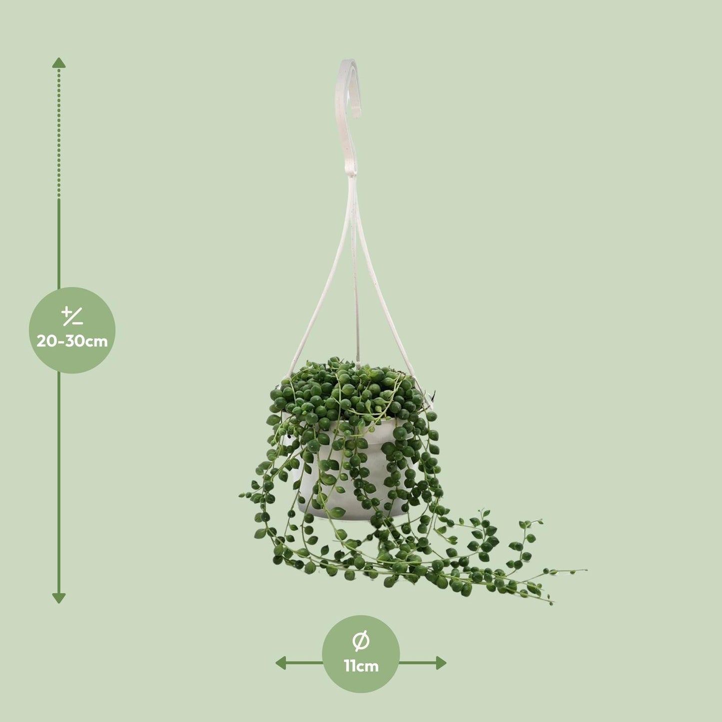 Senecio Rowleyanus - Ø11cm - ↕25cm