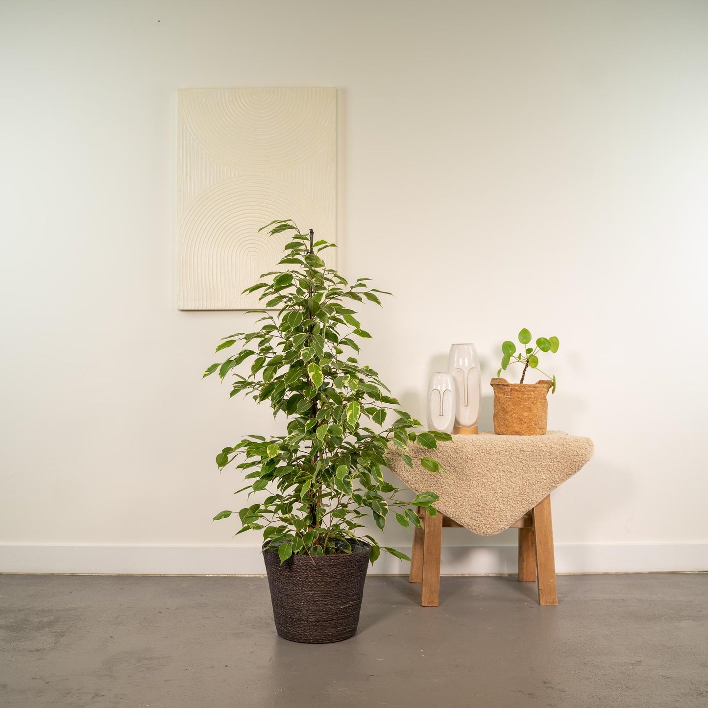 Ficus benjamina Goldenking - Ø21cm - ↕95cm + Korb Igmar