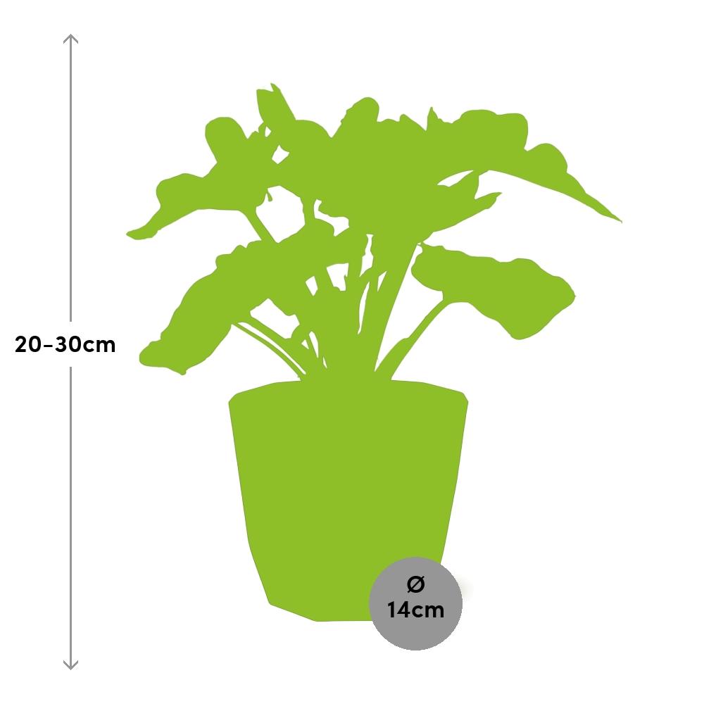 Philodendron Atom in 14cm b.for rock living black