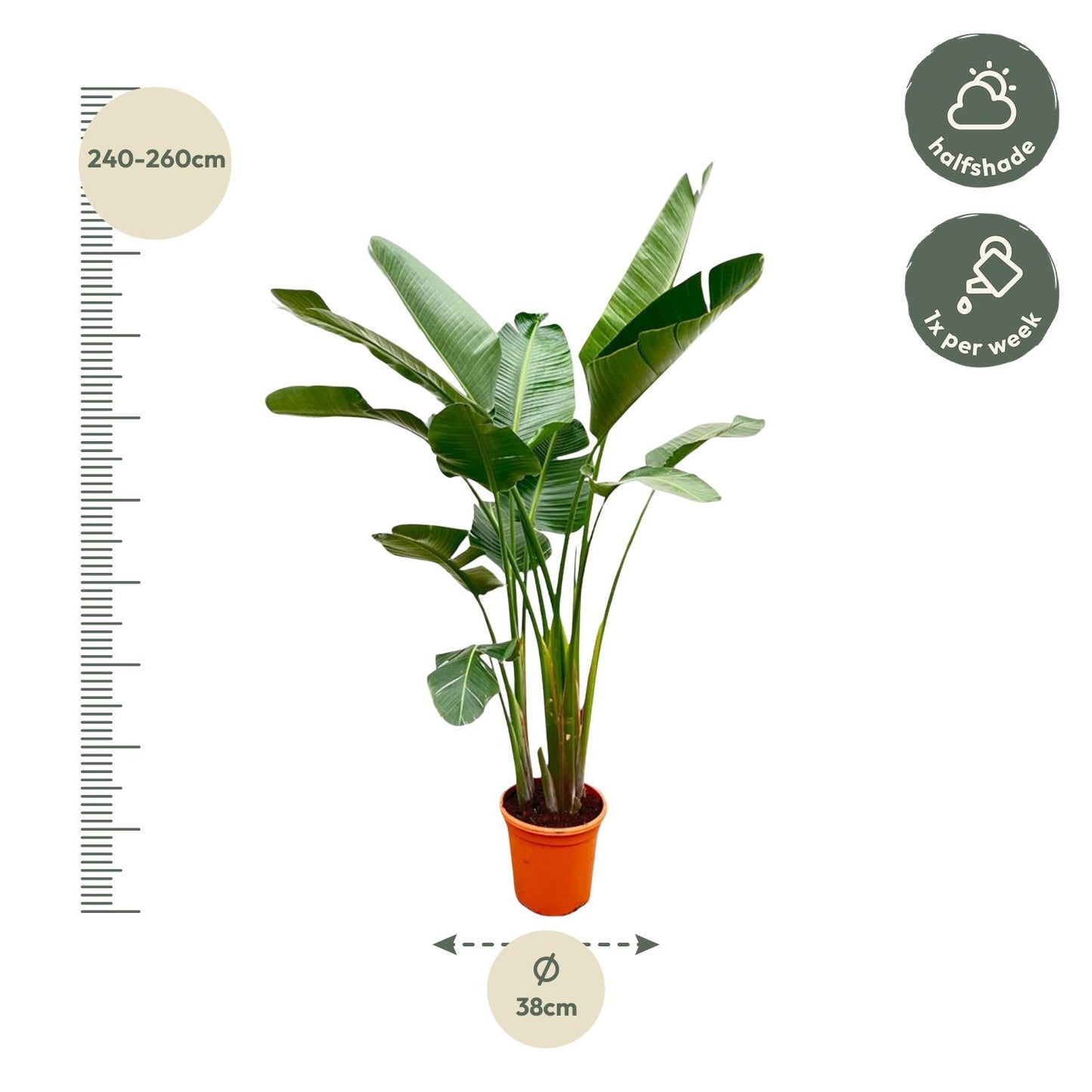 Paradiesvogelblume XXL – Weiße Strelitzie 250 cm