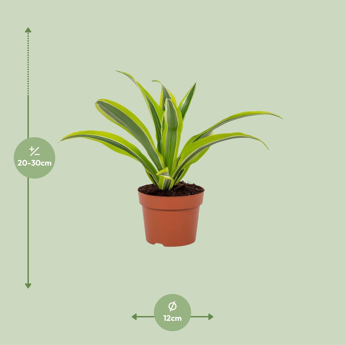 Dracaena Lemon Lime 12cm - Ø12cm - ↕27cm
