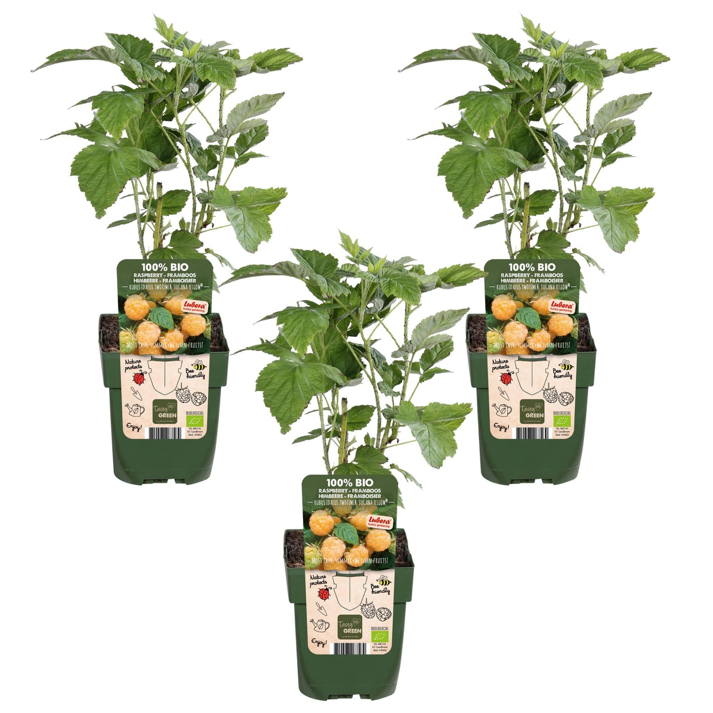 3x - Rubus id. Twotimer 'Sugana Yellow' - ↨45cm - Ø13