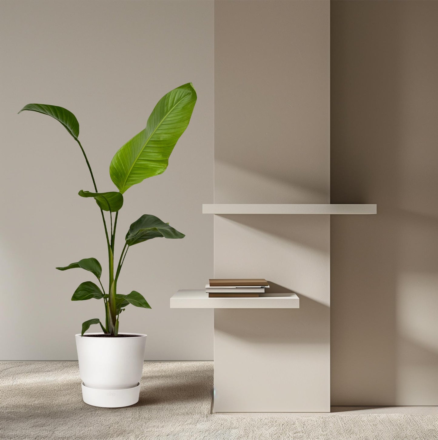 2x Riesenstrelitzie 100 cm – Exotisches Zimmerpflanzen-Set
