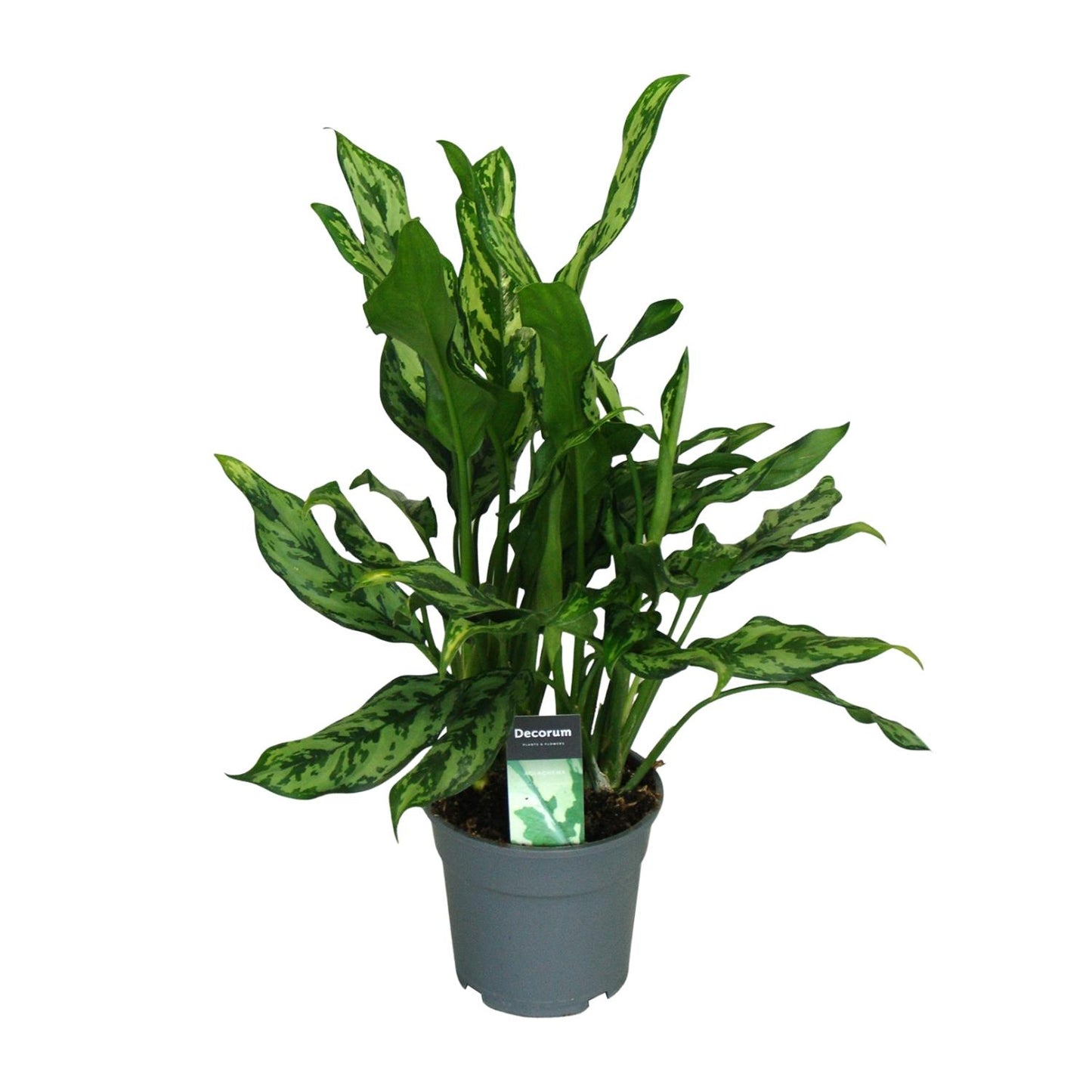 Aglaonema Maria - Ø17cm - ↕55cm