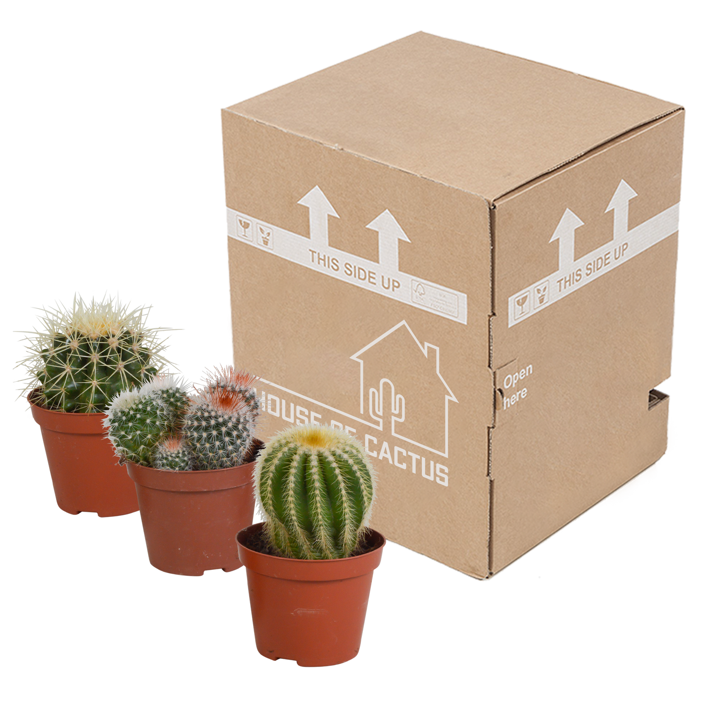 Kugelkakteen-Mischung 8,5 cm – Exotisch & Pflegeleicht