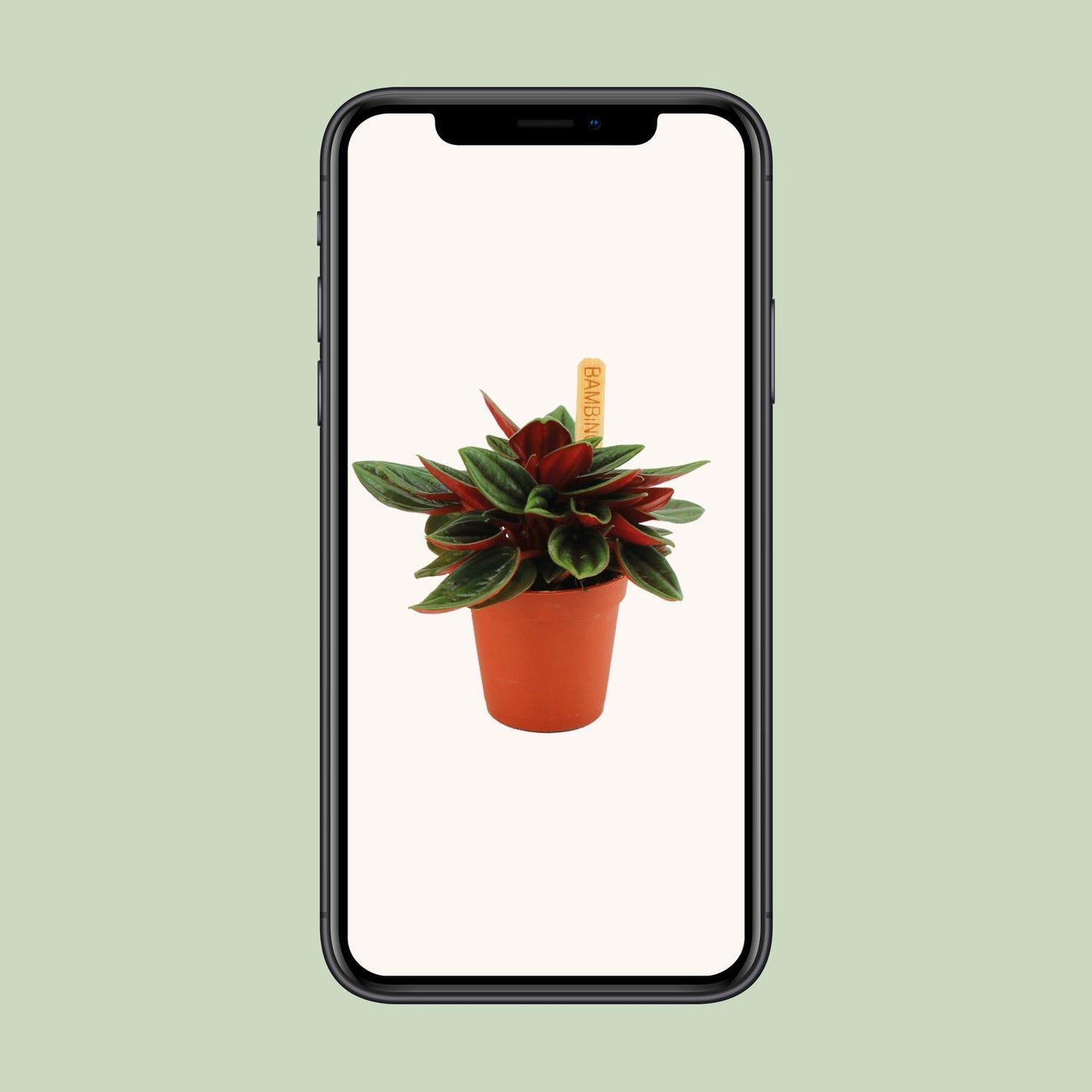 Peperomia Caperata Rosso - Ø6cm - ↕10cm