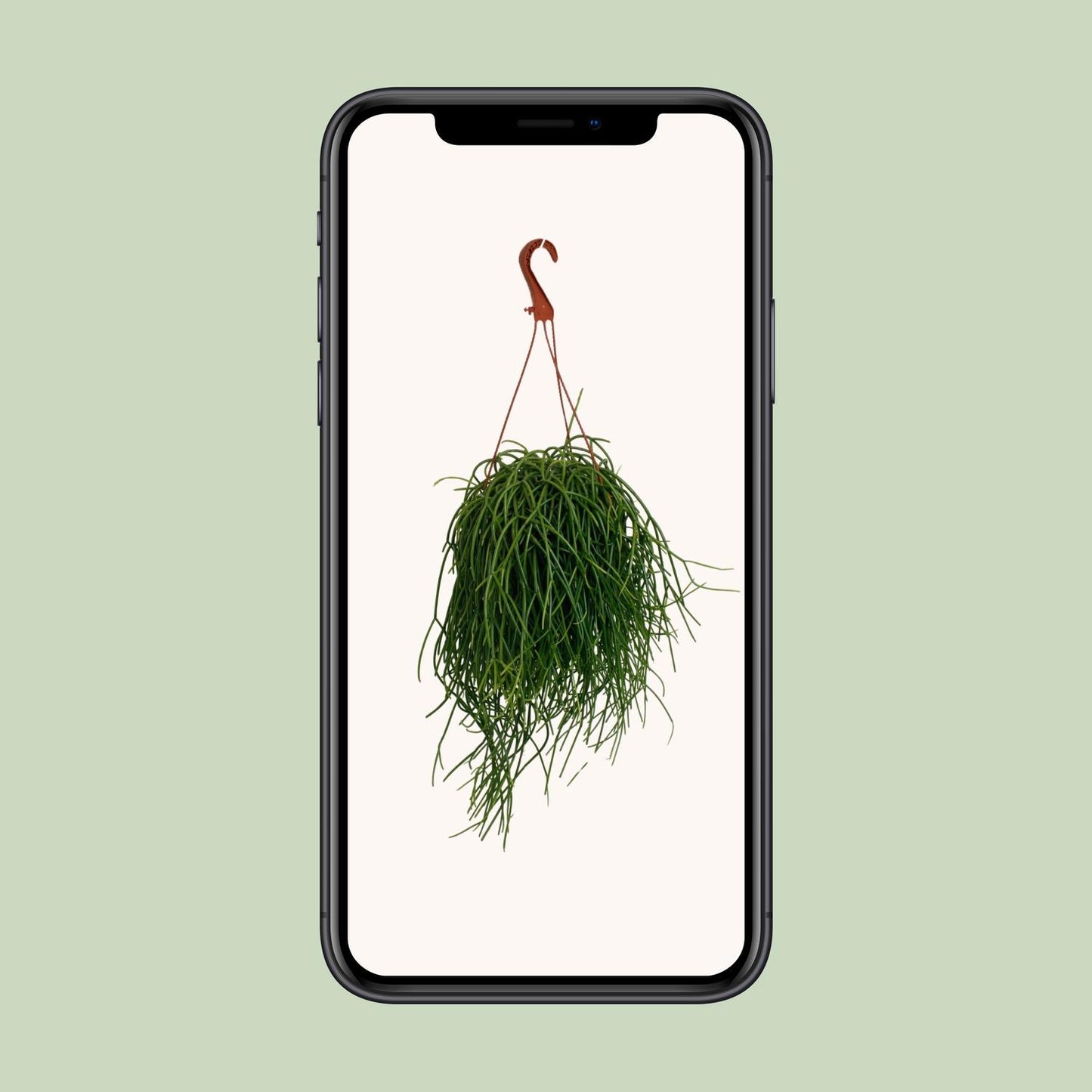 Rhipsalis Shaferi - Ø17cm - ↕45cm