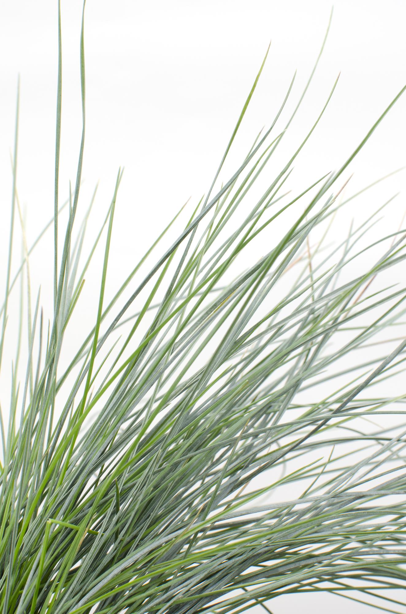 Festuca glauca Azura Blue - Ø14 - ↨30cm