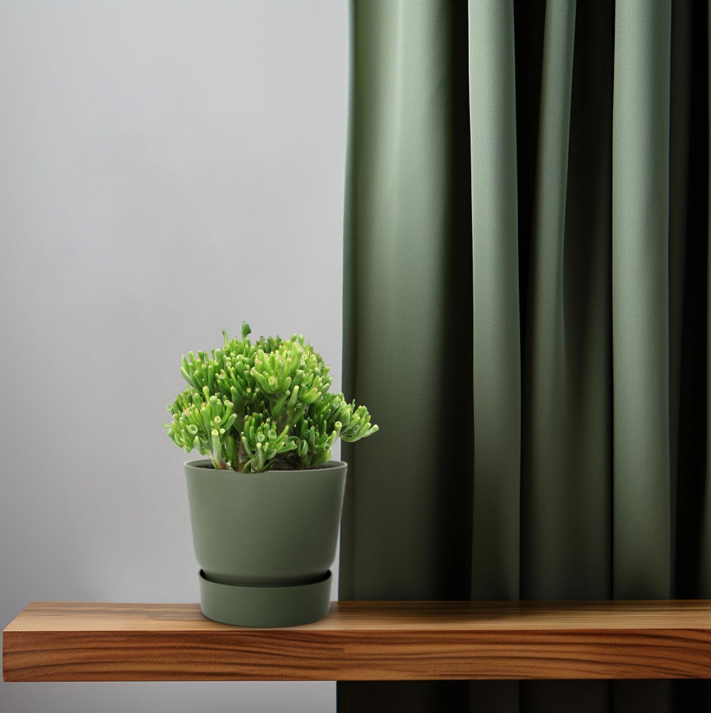 Crassula Hobbit - Ø23cm - ↕35cm