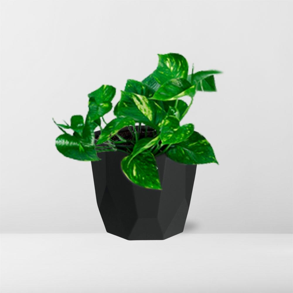 Epipremnum Pinnatum ‘Aureum’ in 14cm b.for rock living black