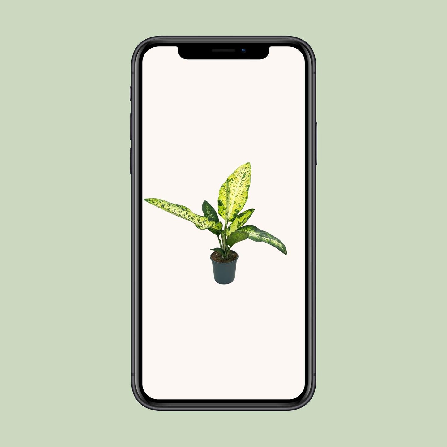 Dieffenbachia Mars - Ø24cm - ↕110cm