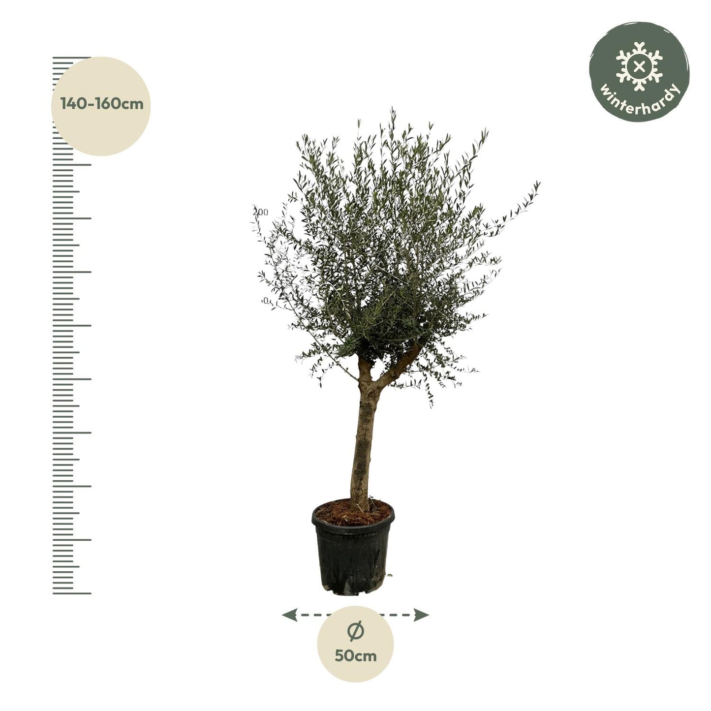 Olivenbaum 'Olea Lorc' 200 cm – Mediterrane Kübelpflanze