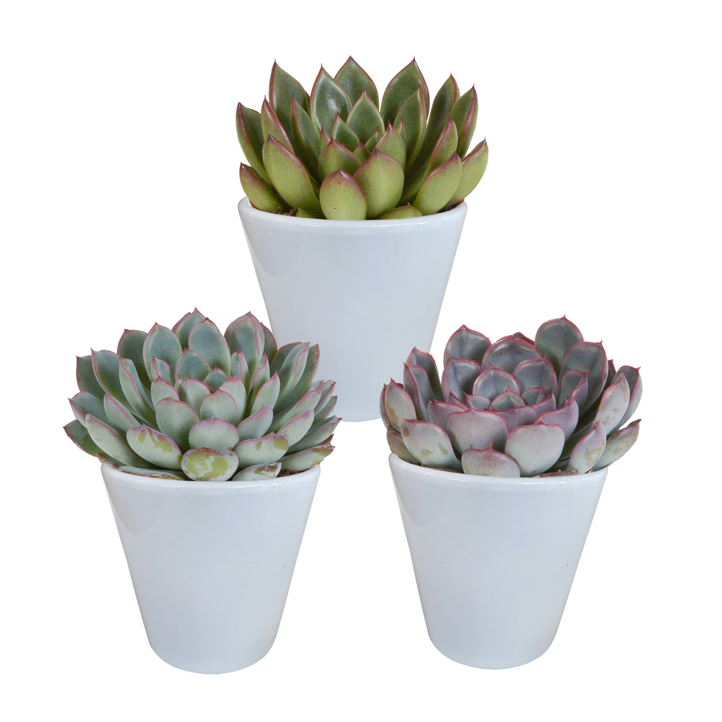 Echeveria-Mischung 8,5 cm - 3x - in witte pot