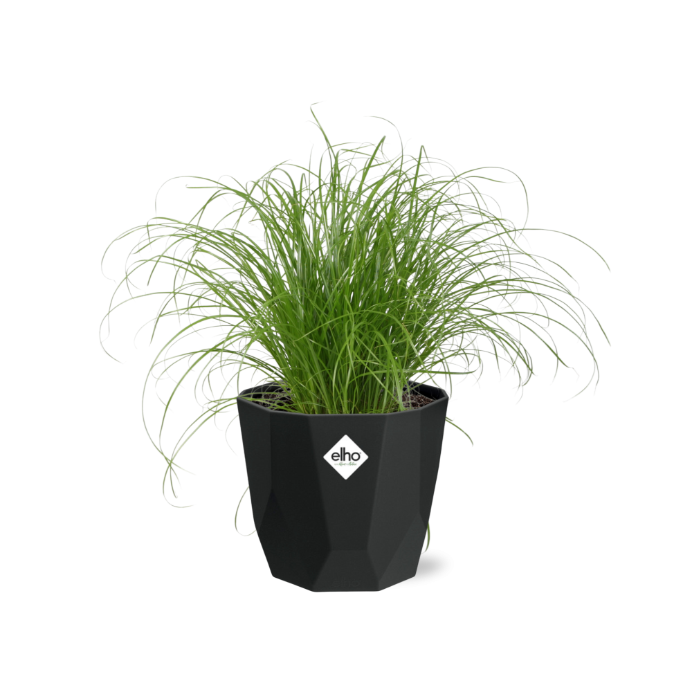 Cyperus Alternifolius Zumula in 14cm b.for rock living black