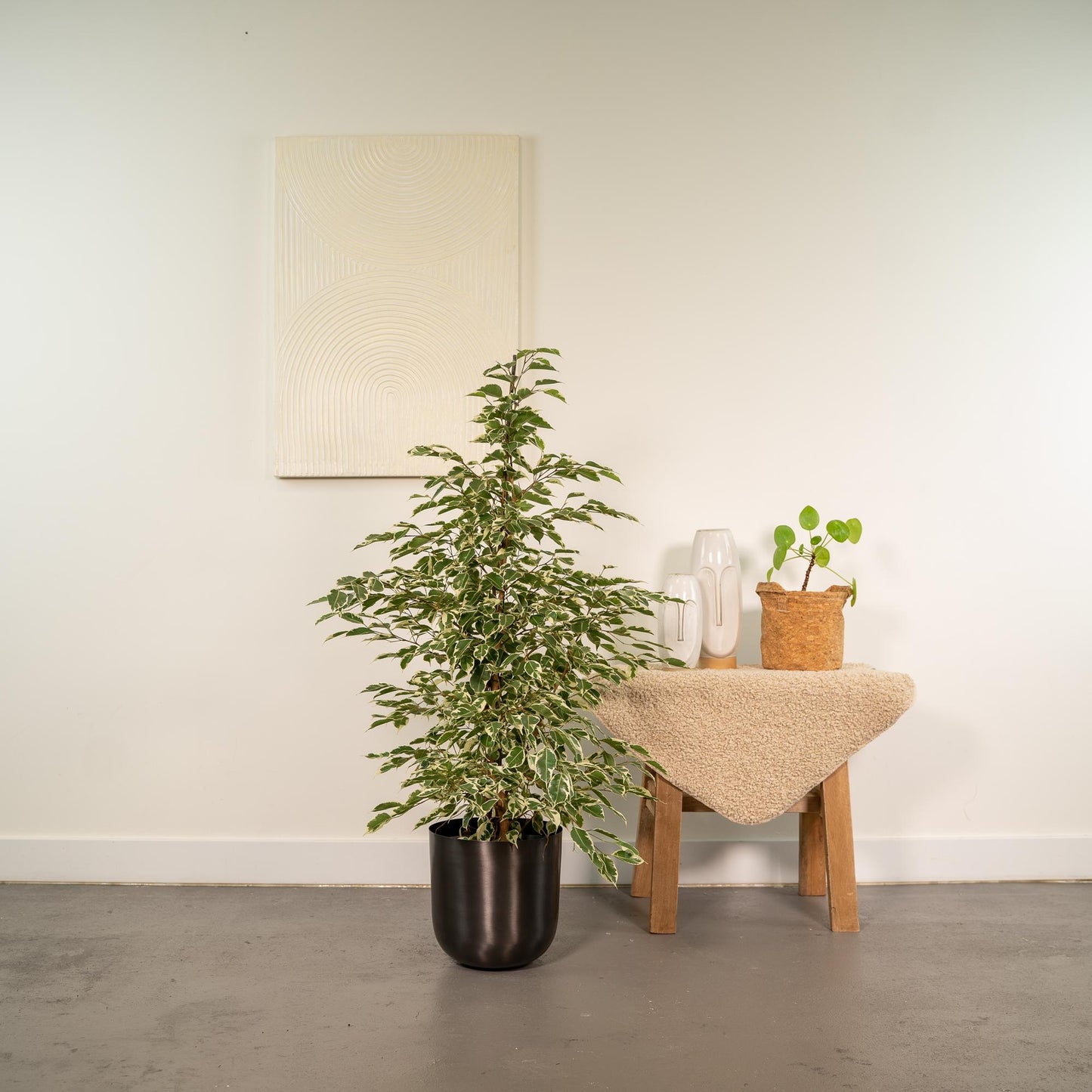 Ficus benjamina Twilight - Ø21cm - ↕95cm + Topf Mayk Lead