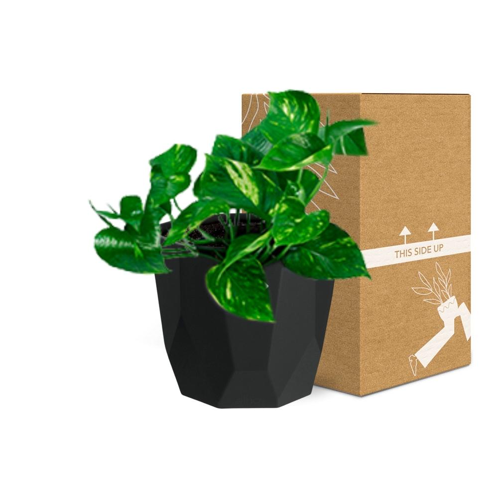 Epipremnum Pinnatum ‘Aureum’ in 14cm b.for rock living black