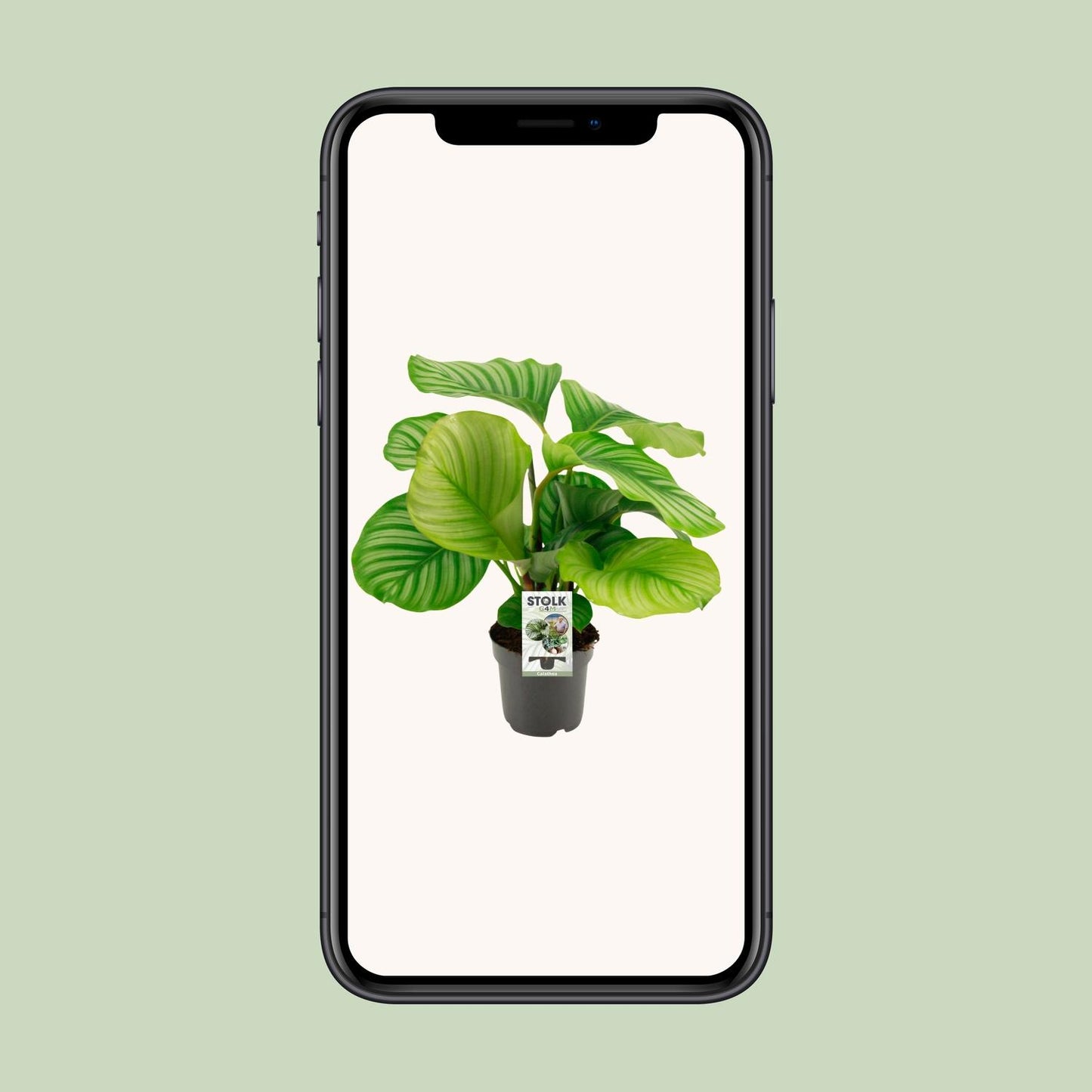 Calathea Orbifolia - Ø50cm - ↕14cm
