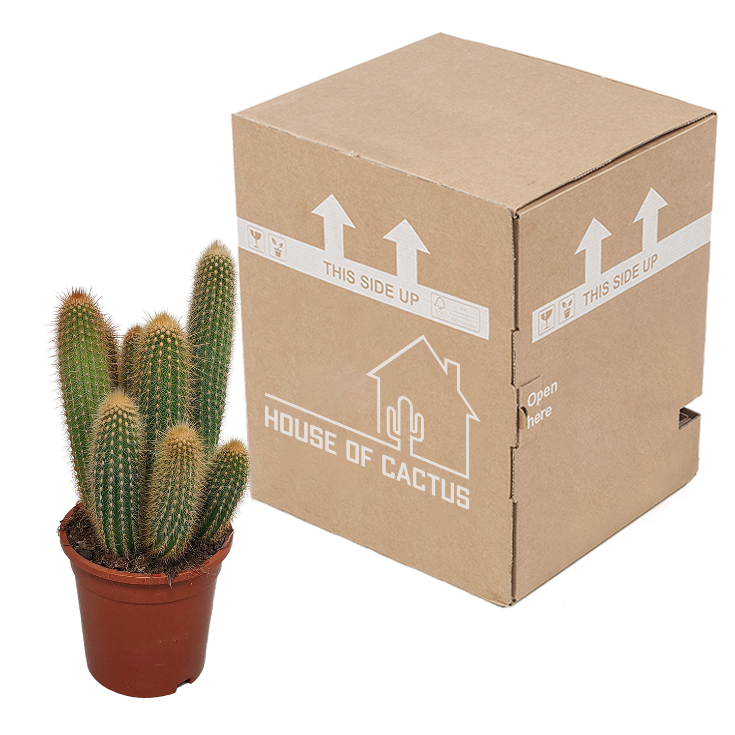 Vatricania Guentheri 17 cm - zonder pot
