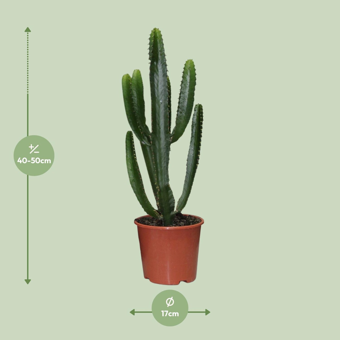 Euphorbia Triangularis - Ø17cm - ↕50cm