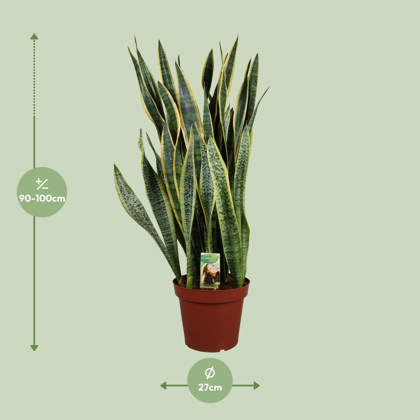 Sansevieria Laurentii P26 - Extra Dik - Ø27cm - ↕100cm