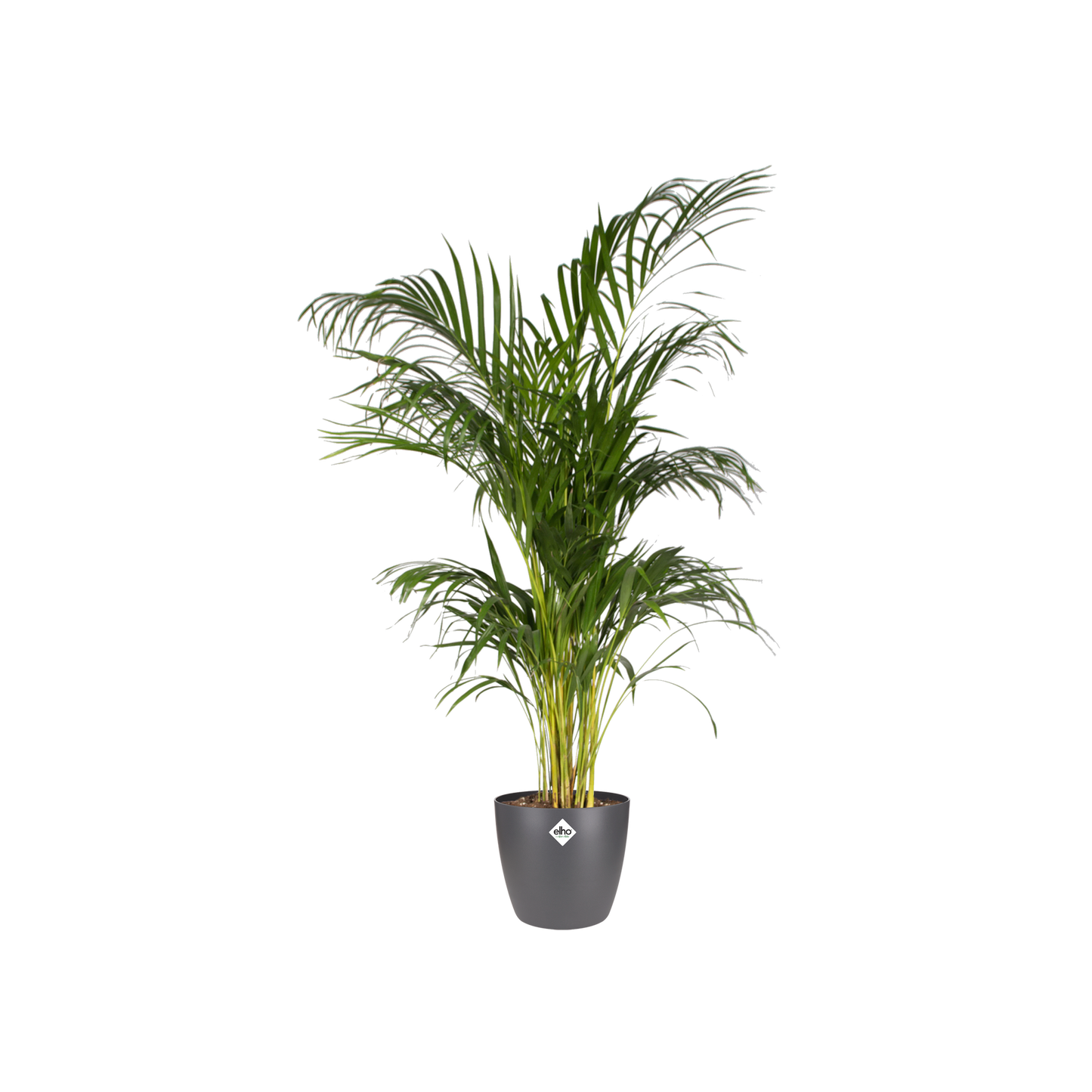 Anthrazit Pflanztopf Ø30cm – Moderner Übertopf für Innen & Außen