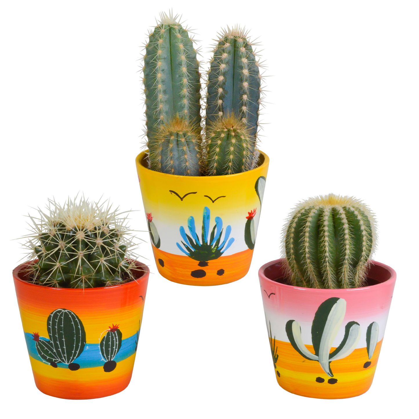 Kakteen Mix 3er Set im handbemalten Mexiko-Topf 8,5 cm