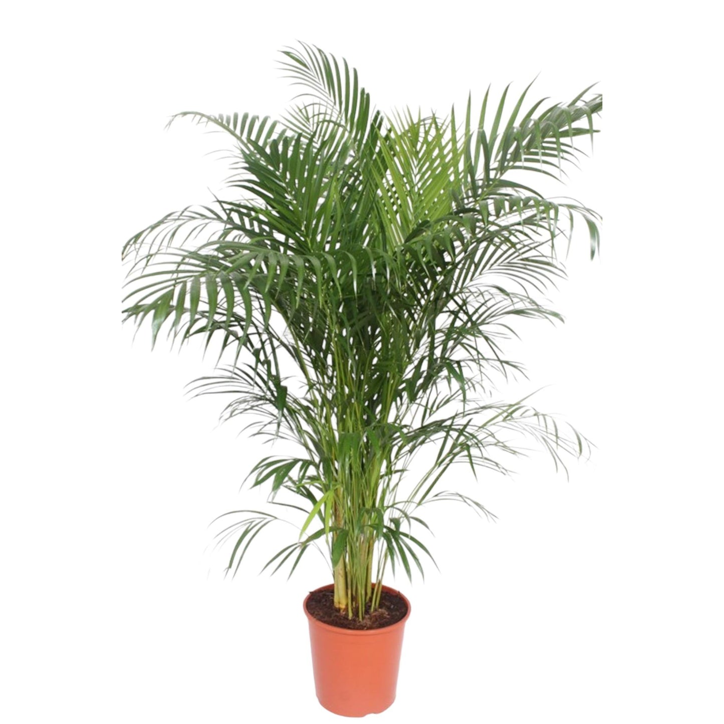 Goldpalme 150 cm – Elegante tropische Zimmerpflanze
