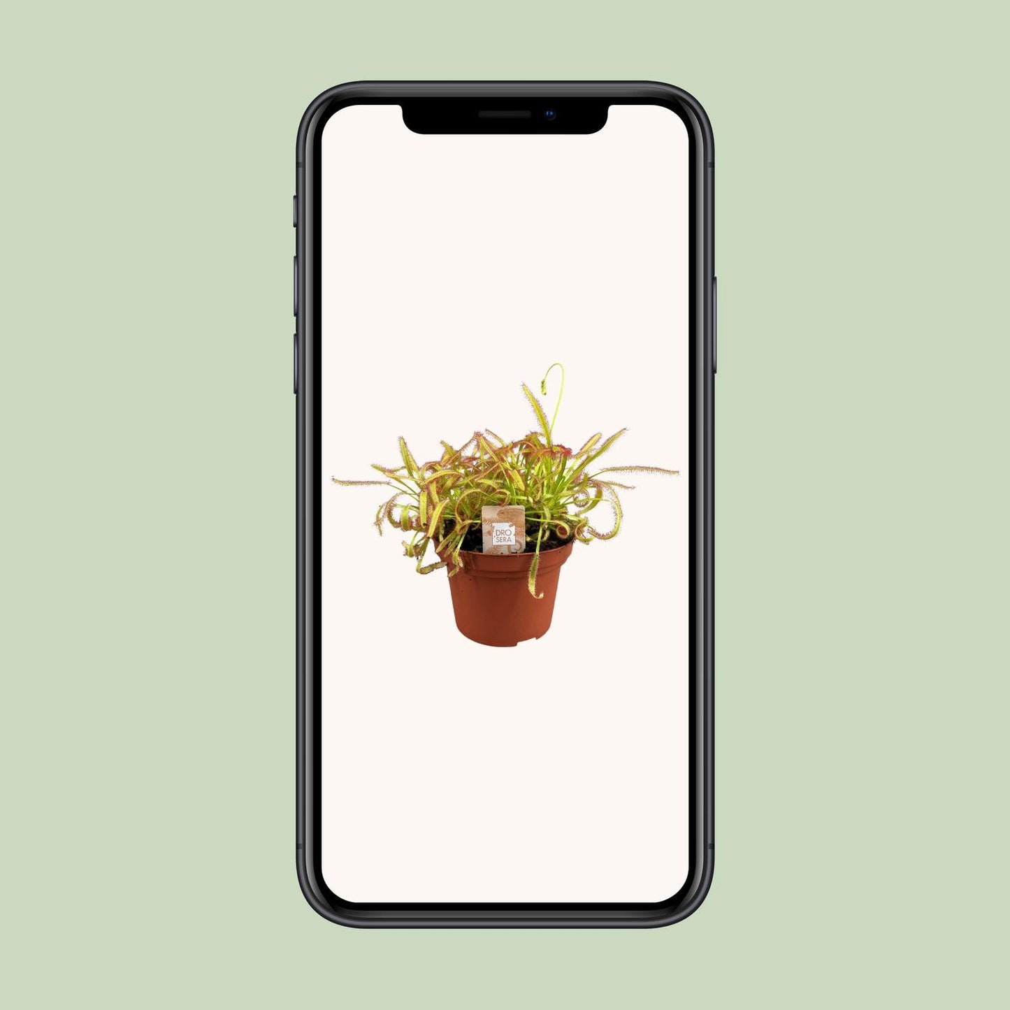 Drosera Capensis - Ø12cm - ↕17cm