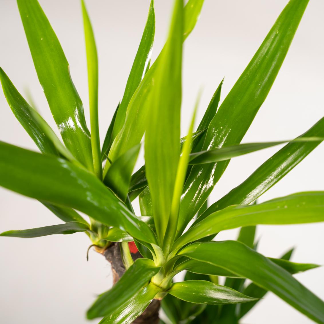 Yucca Palme 100 cm im Korb – Pflegeleicht & Stilvoll
