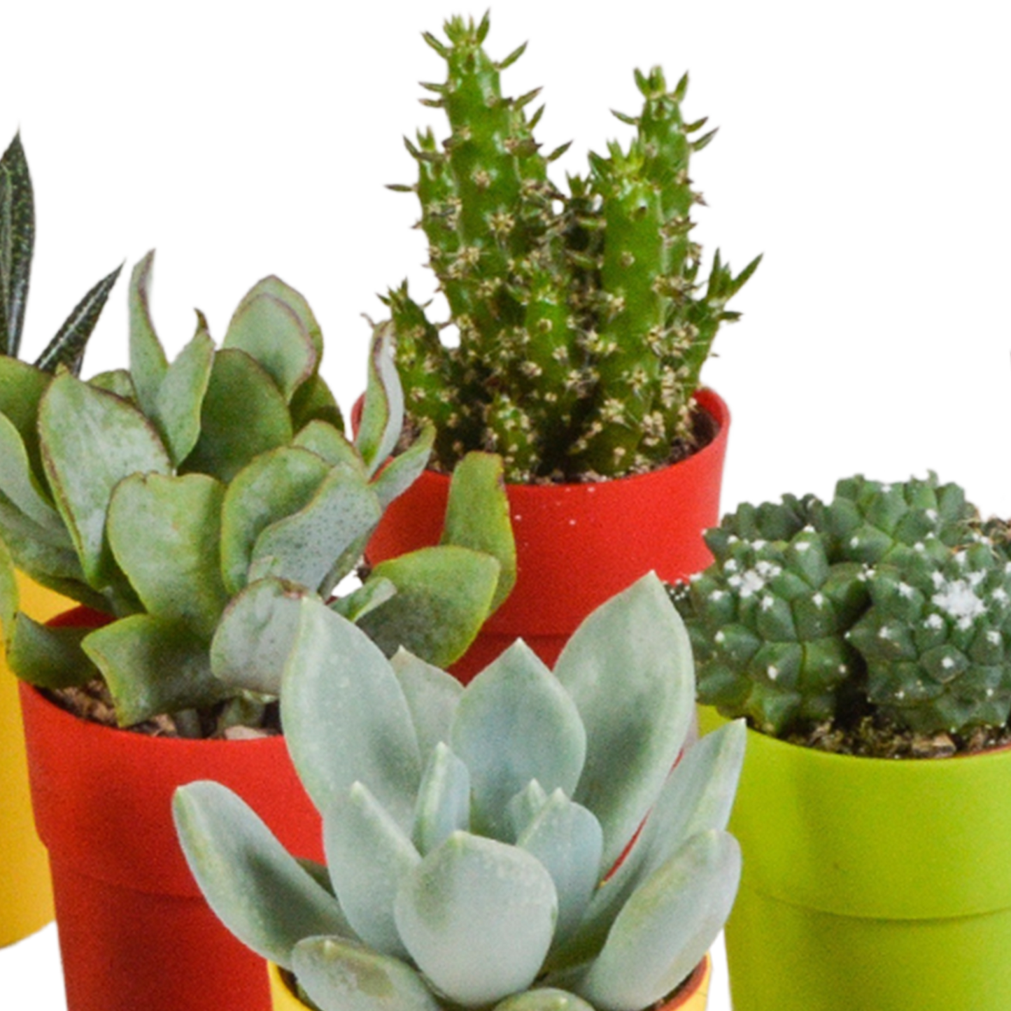 Kakteen & Sukkulenten Mix – 15 pflegeleichte Pflanzen im 5,5cm Topf
