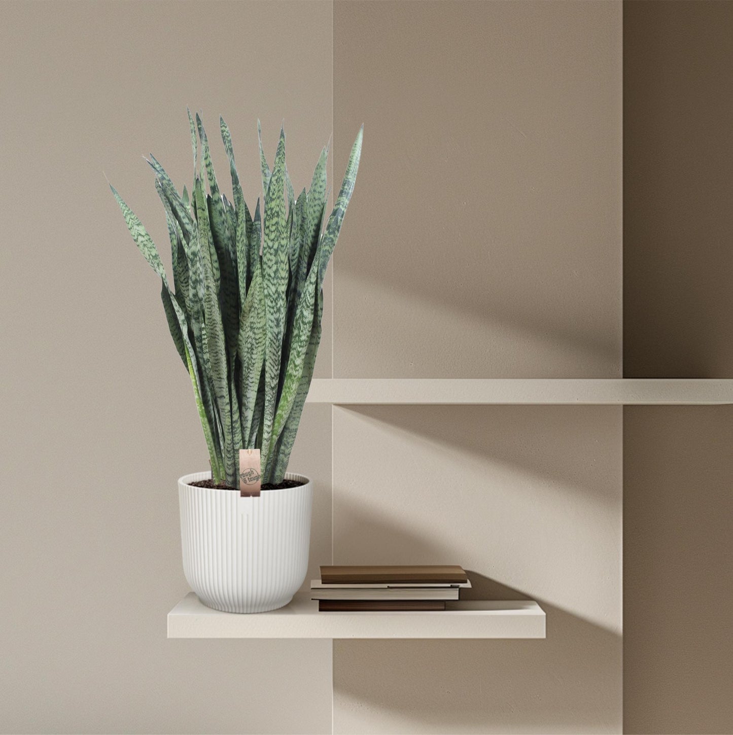 Bogenhanf Zeylanica – 110 cm pflegeleichte Zimmerpflanze