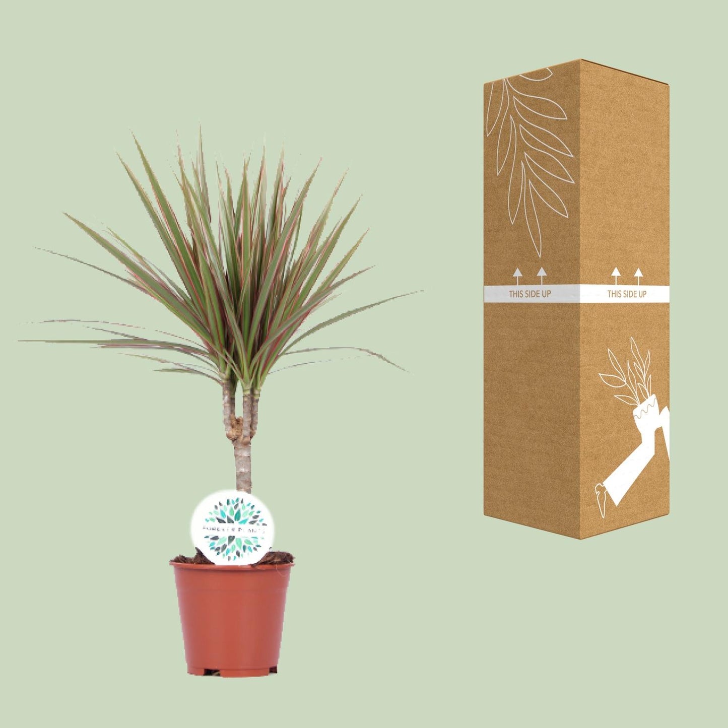 Dracaena Bicolor - Ø14cm - ↕55cm