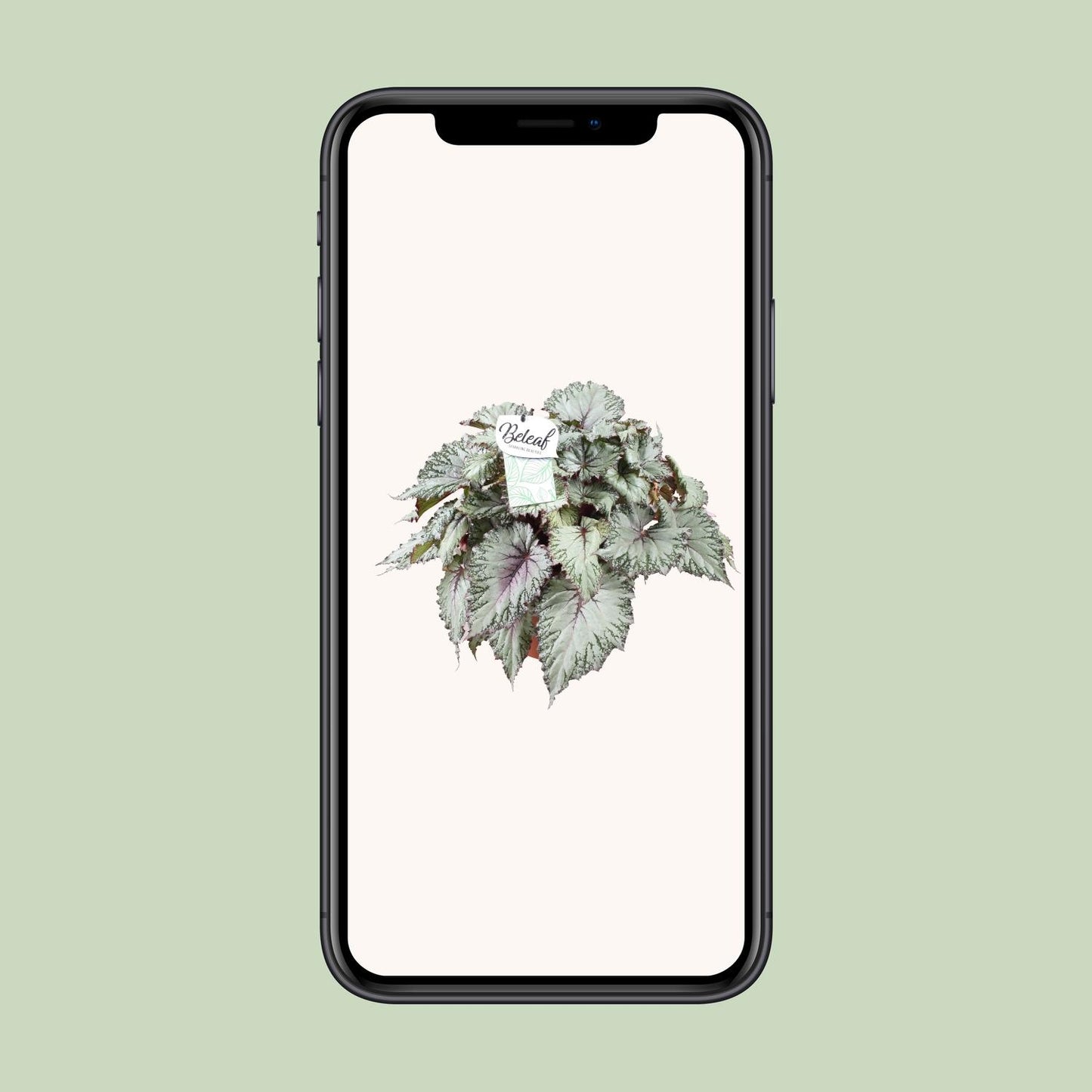 Begonia Beleaf Asian Tundra - Ø17cm - ↕32cm