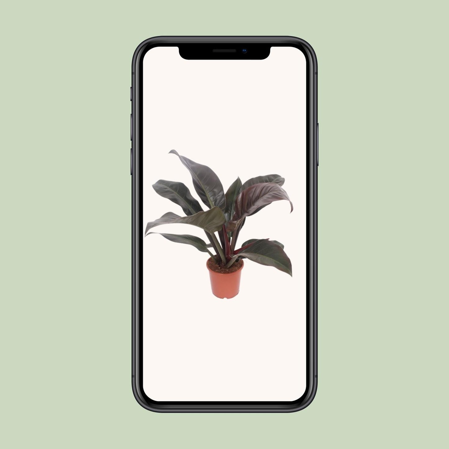 Philodendron Imperial Red - Ø17cm - ↕60cm