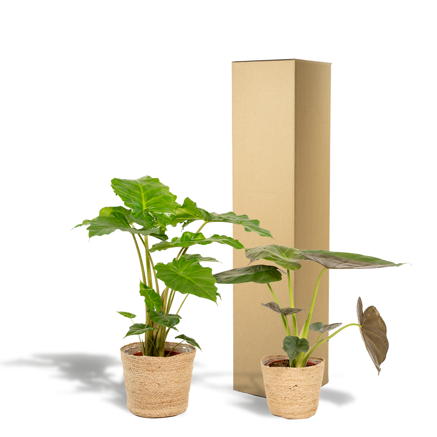 Alocasia Wentii - Ø19cm - ↕60cm + Alocasia Portodora - Ø19cm - ↕75cm + Korb Selin
