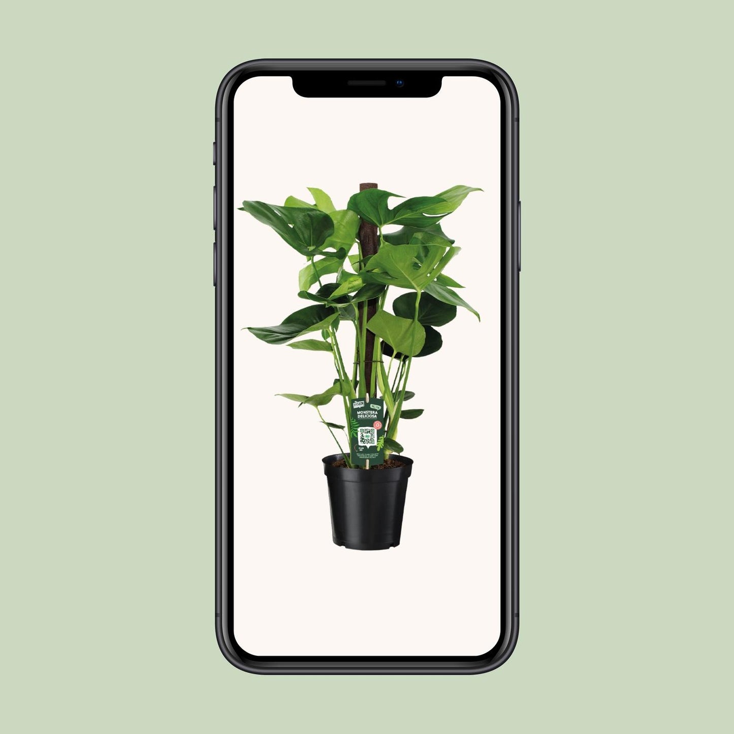 Monstera Deliciosa - Ø19cm - ↕80cm