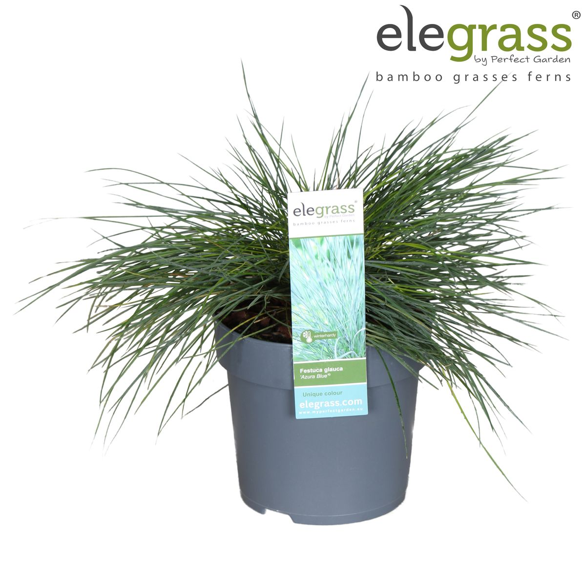 Festuca glauca Azura Blue - Ø14 - ↨30cm