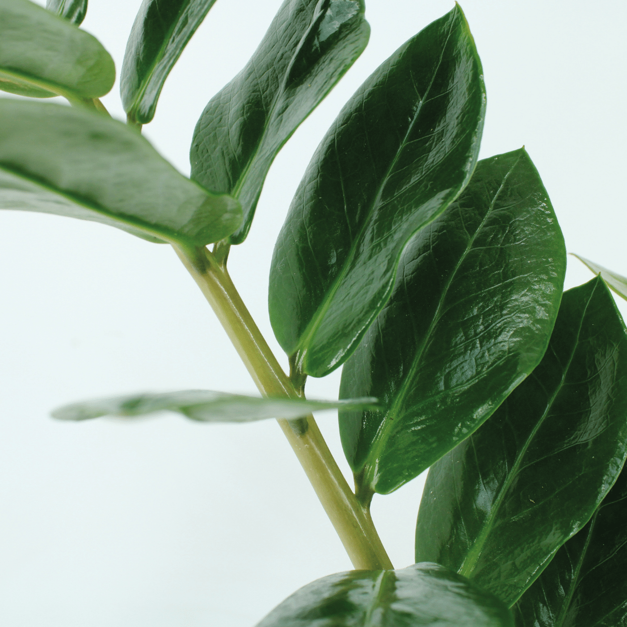 2x Zamioculcas Zamiifolia - Smaragdpalme - 50cm - ø14